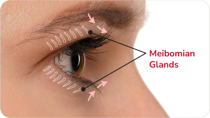 Melbomian Glands image illustration